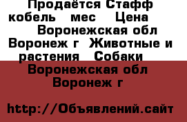 Продаётся Стафф кобель 3 мес. › Цена ­ 4 000 - Воронежская обл., Воронеж г. Животные и растения » Собаки   . Воронежская обл.,Воронеж г.